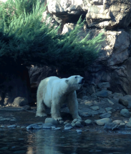 shirokuma