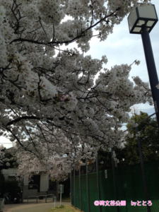 公園内の桜はどれも満開状態でした