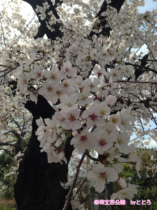 近くで見る桜も綺麗ですね(*´∀｀)